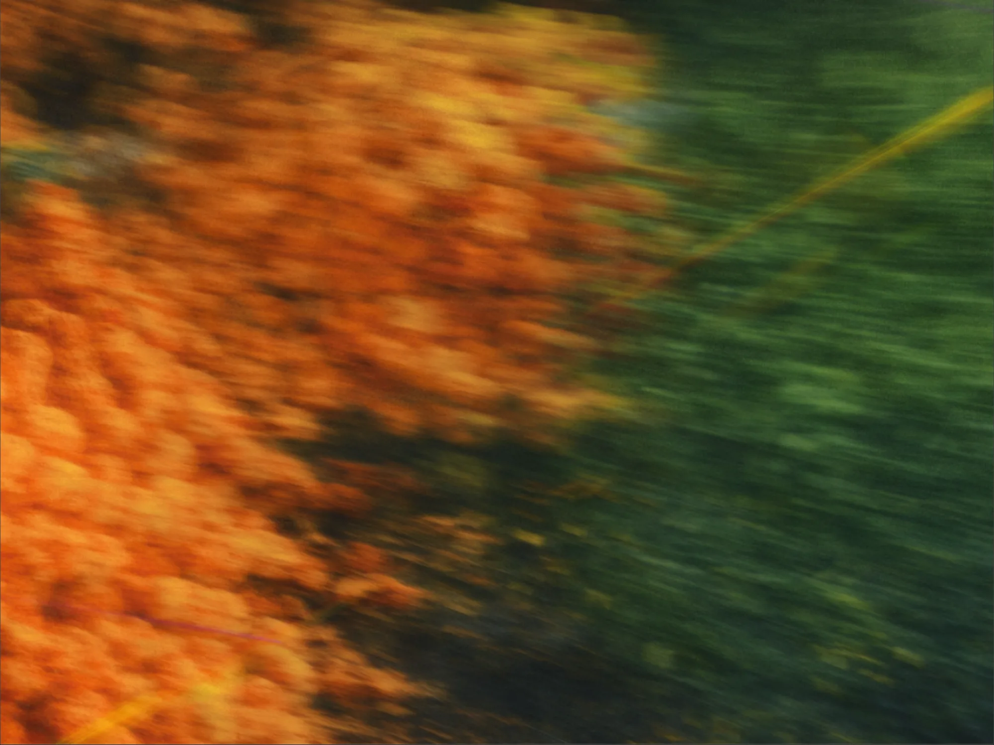 Long-exposure photograph of orange blossom against deep green, smeared into horizontal streaks